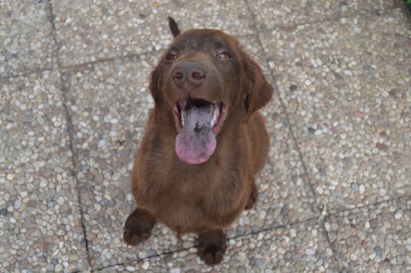 Chiots nés chez nous
