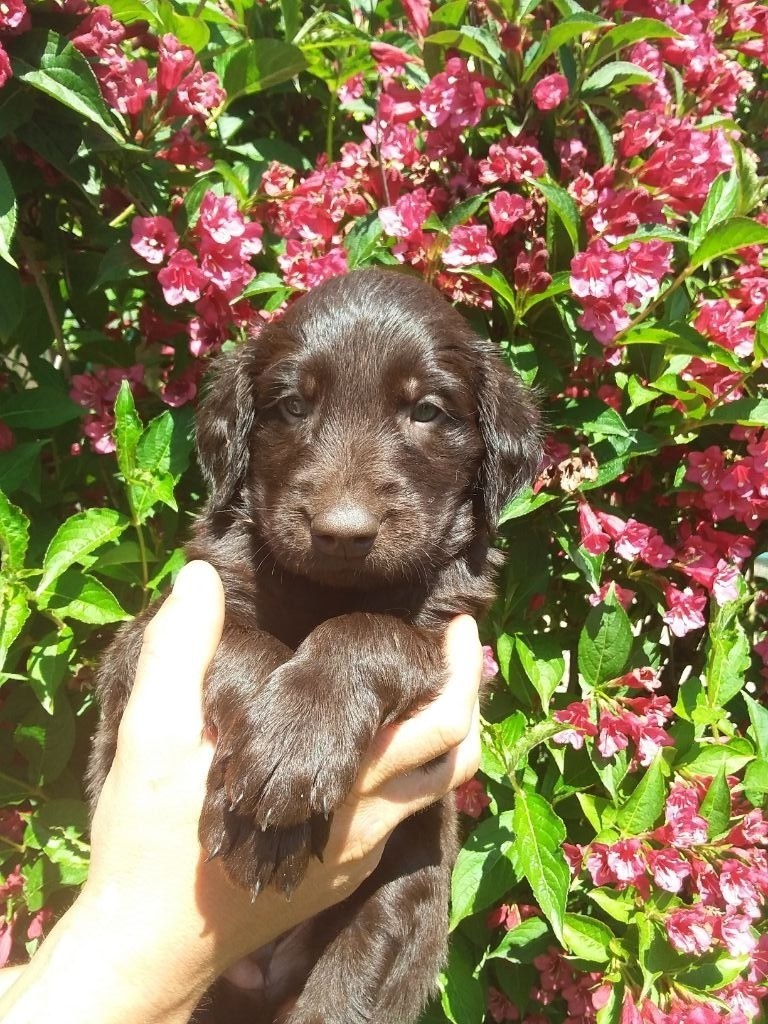 CHIOT
