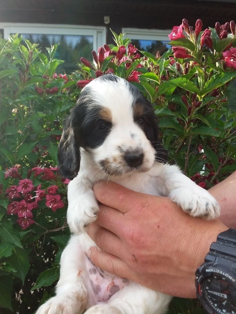 Du Domaine Des Amarock's - Chiots disponibles - Cocker Spaniel Anglais