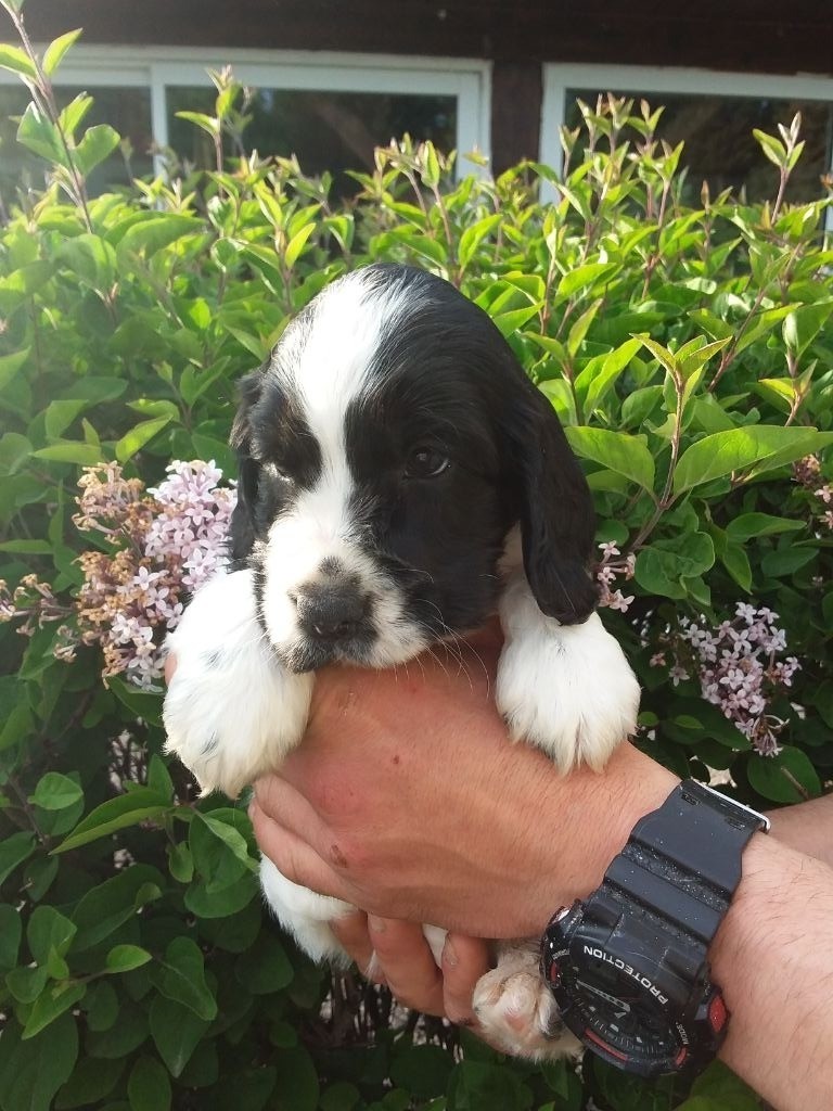 Du Domaine Des Amarock's - Chiots disponibles - Cocker Spaniel Anglais